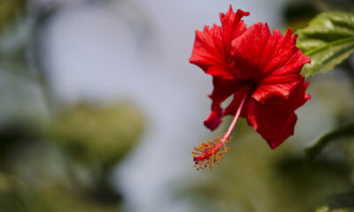 JayaGravesFlower